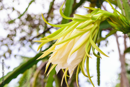 Blossom white flower of dragon fruit photo