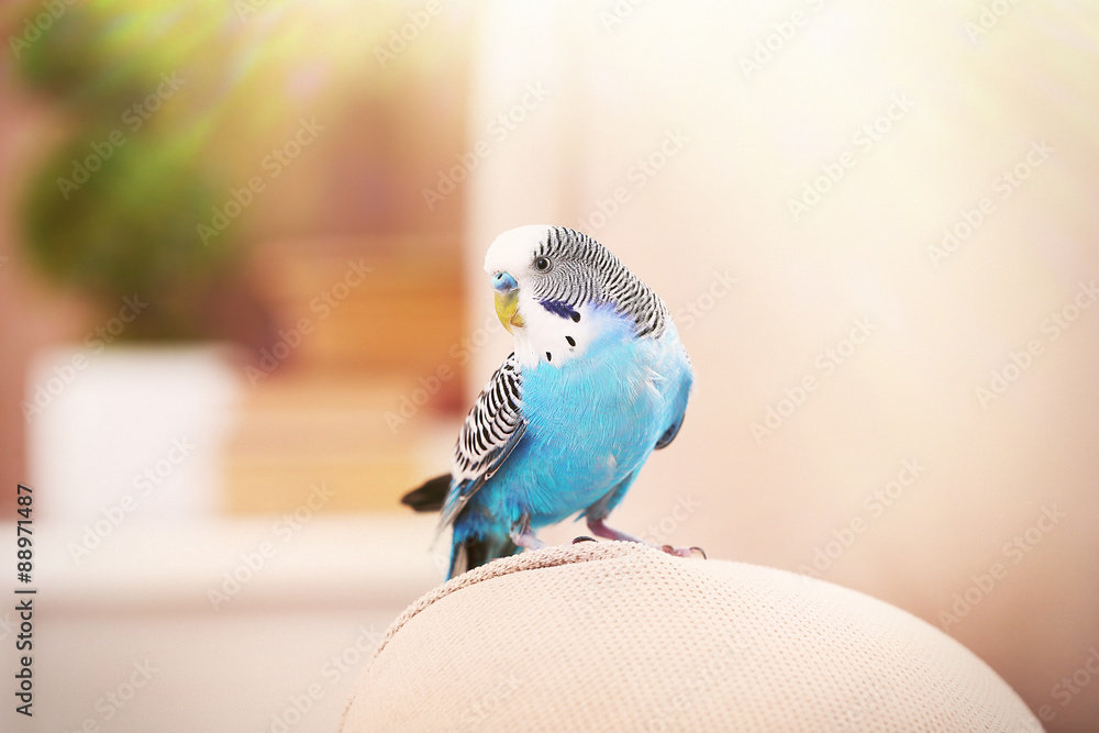 Fototapeta premium Budgerigar at home on bright background