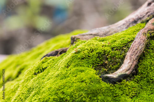 green moss