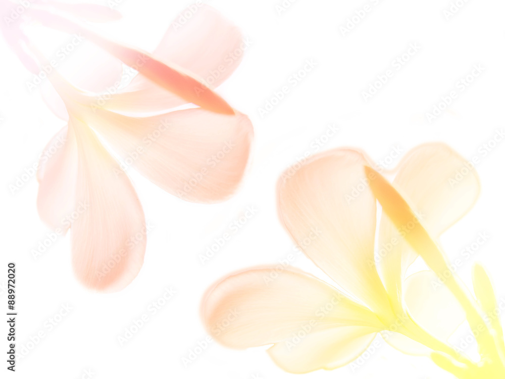 Beauty colorful of Frangipani or Plumeria flowers made with colorful filters.