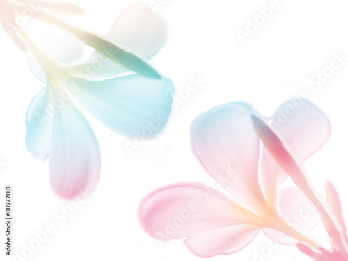 Beauty colorful of Frangipani or Plumeria flowers made with colorful filters.