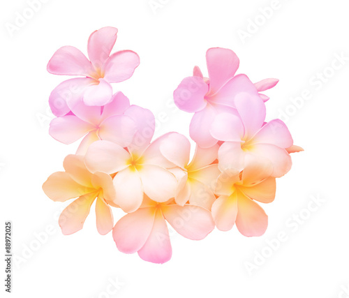 Beauty colorful of Frangipani or Plumeria flowers made with colorful filters.