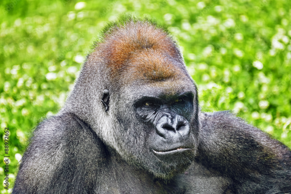 Obraz premium Gorilla Wisdom.