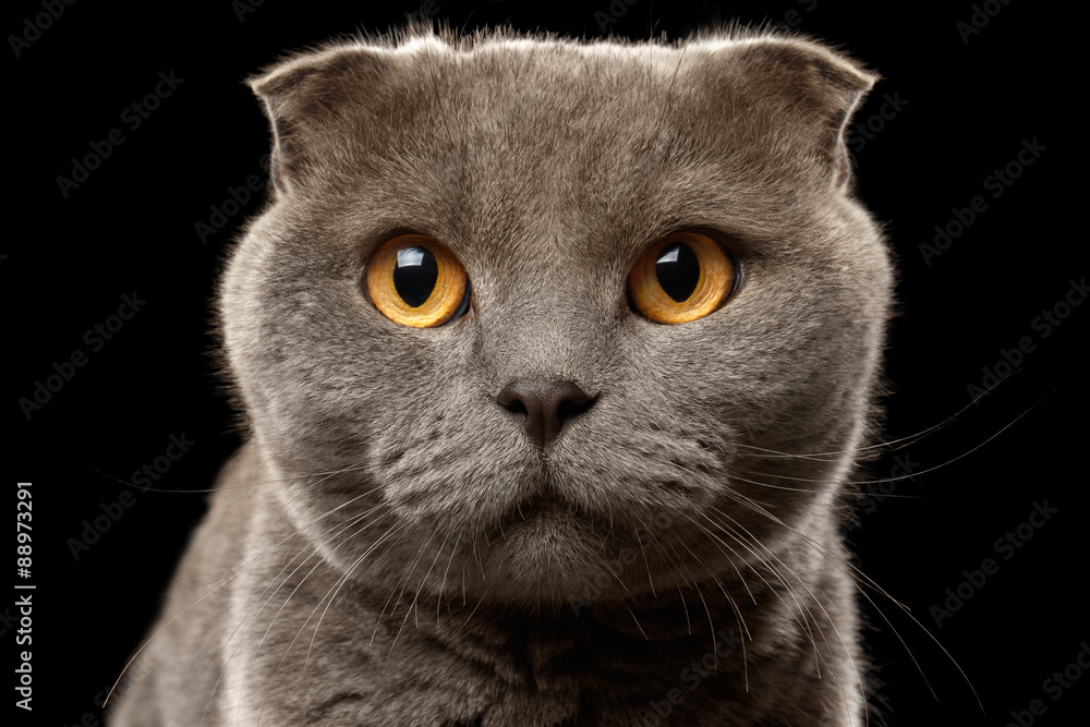 Closeup Portrait of British Fold Cat on Black
