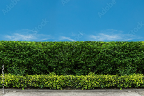 green fence with green lawn