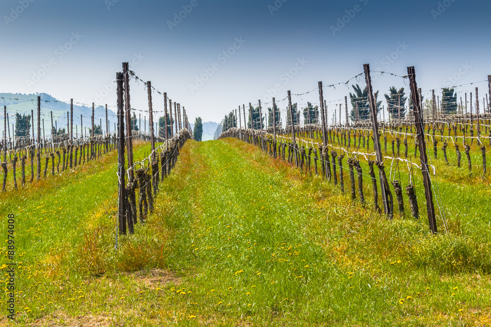 Obraz premium Vineyards organized into rows on flat plain