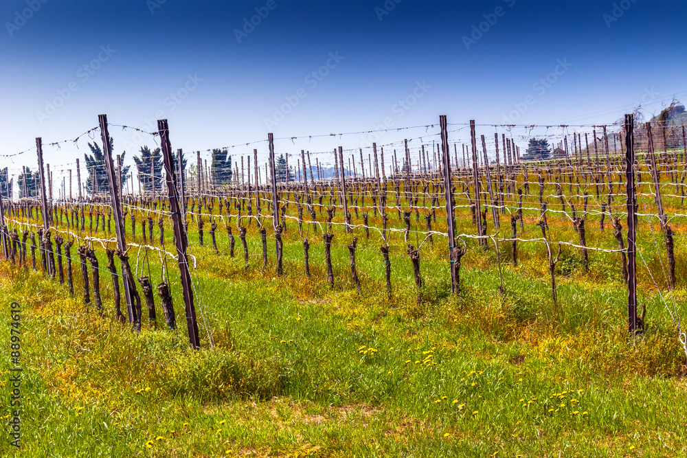 Vineyards organized into rows on flat plain