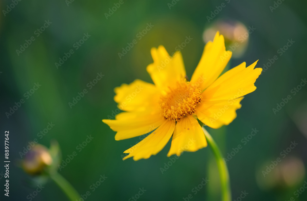 Summer flower as a background. Beautiful natural summer composition Summer flower as a background. Beautiful natural summer composition