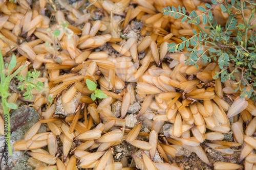 many of brown winged termite (alates) on ground.