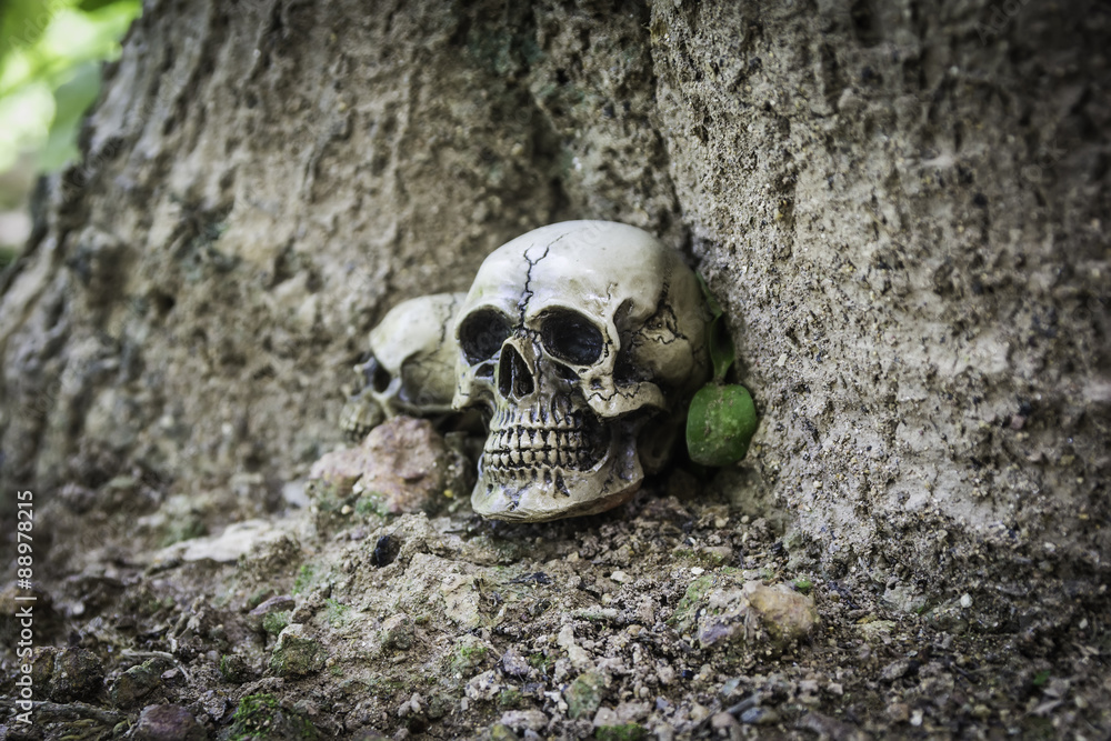 The skull or skeleton of human photography The skull or skeleton of human photography