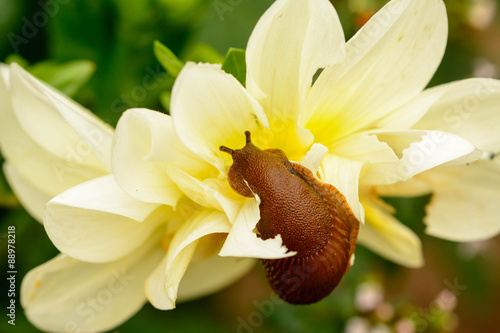 Schneckenfrass Nacktschnecke verzehrt die Blüte einer Dahlie