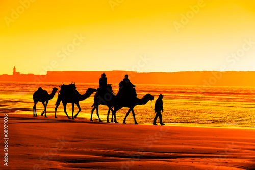 Camel caravan in sunset, Essaouria, Morocco