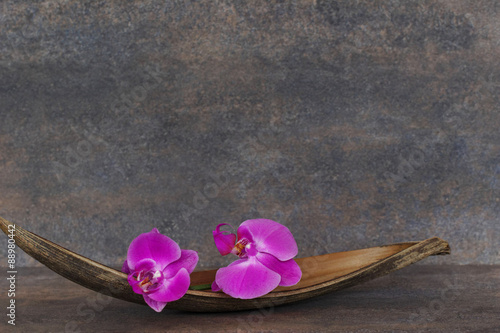 Fototapeta Naklejka Na Ścianę i Meble -  Orchideenblüte