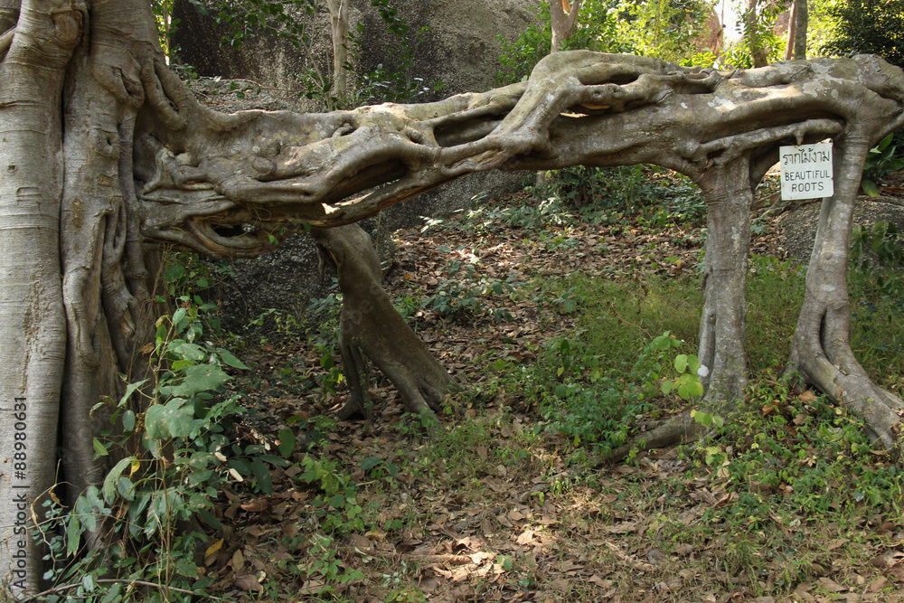 Unique Root Structure of Tree near Asian Forest Temple