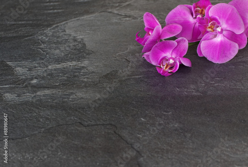 Fototapeta Naklejka Na Ścianę i Meble -  Orchideenblüte