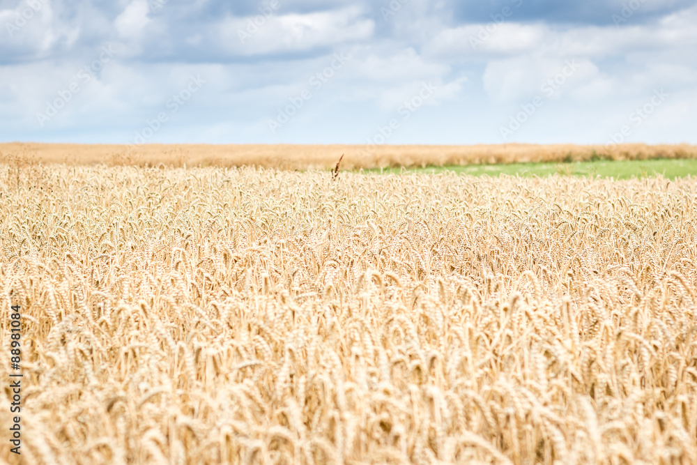 Naklejka premium wheat field 
