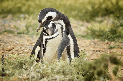 Tableau sur toile Magellanic penguins, Valdes, Argentina