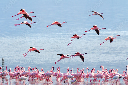 Flying flamingo