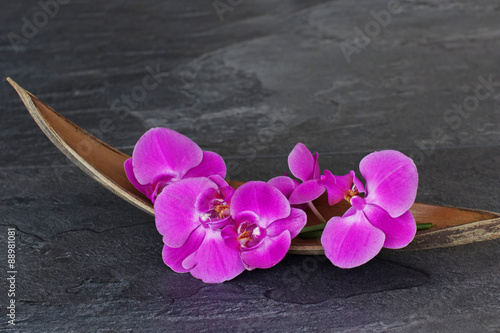 Fototapeta Naklejka Na Ścianę i Meble -  Orchideenblüte