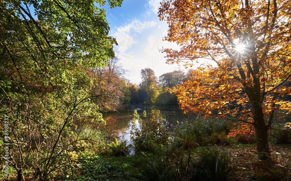 English woodlands in autumn.