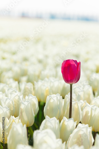 Close-up view of white tulips with pink one