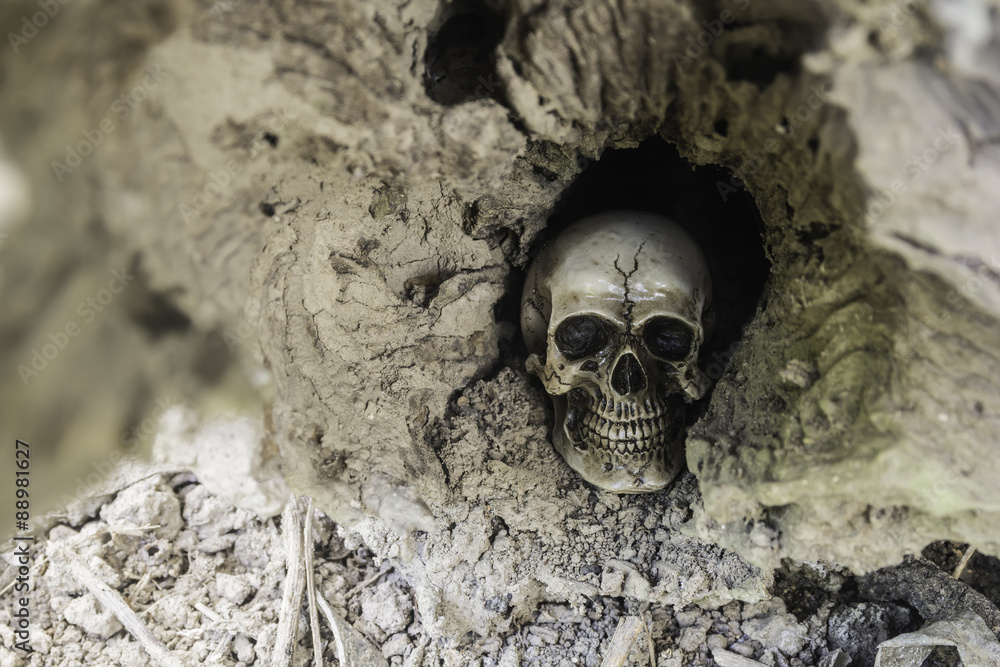 The skull or skeleton of human photography The skull or skeleton of human photography