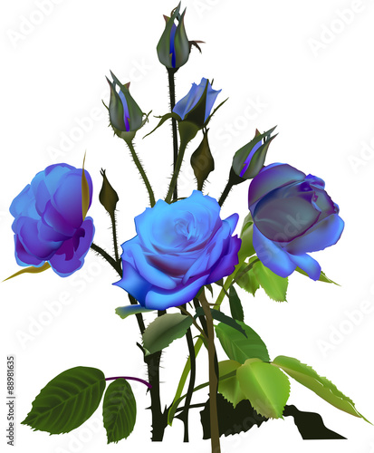 bunch of buds and three isolated blue roses