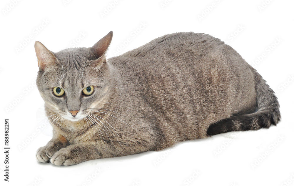 Fototapeta premium Grey cat