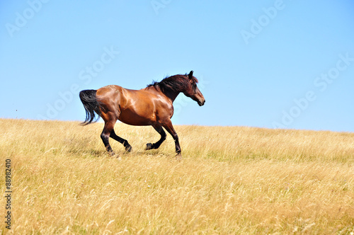 Beautiful horse gallops on a field, in a summer day. © agcreativelab