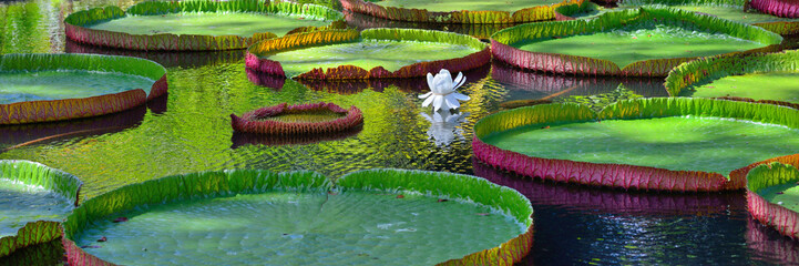 Acrylglasbilder Wasserlilien Riesenseerose Victoria amazonica im Tropenteich  © Oleg Znamenskiy