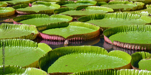 Fototapeta Naklejka Na Ścianę i Meble -  Victoria amazonica