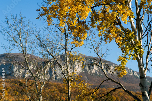 Fototapeta Naklejka Na Ścianę i Meble -  gold autumn trees