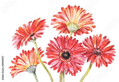 Red gerbera watercolor vector illustration. Hand-drawing bouquet