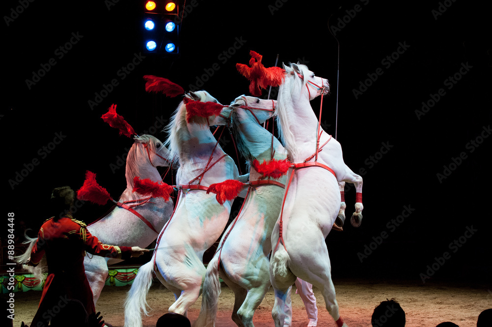 Naklejka premium rampant circus horses on black background