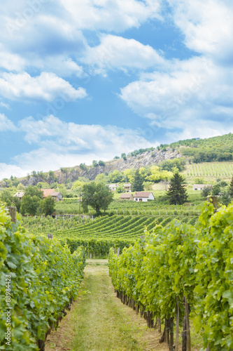 Traditional grape fields