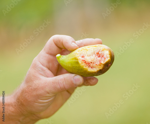 Fresh fig eating