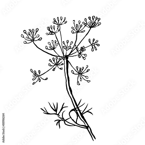Set of dill  isolated on white background. Hand drawn vector