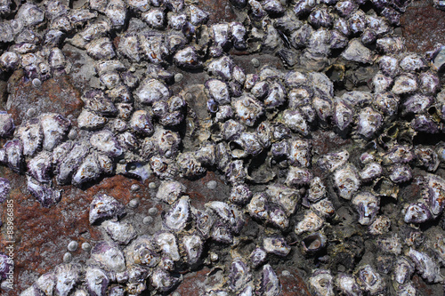 Wall texture with oyster shells