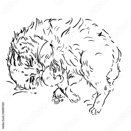 sketches of cats in different poses.doodles