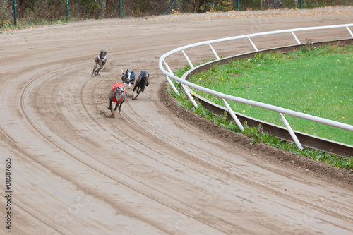 Fototapet Greyhound dogs racing
