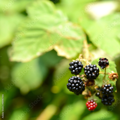 Brombeeren