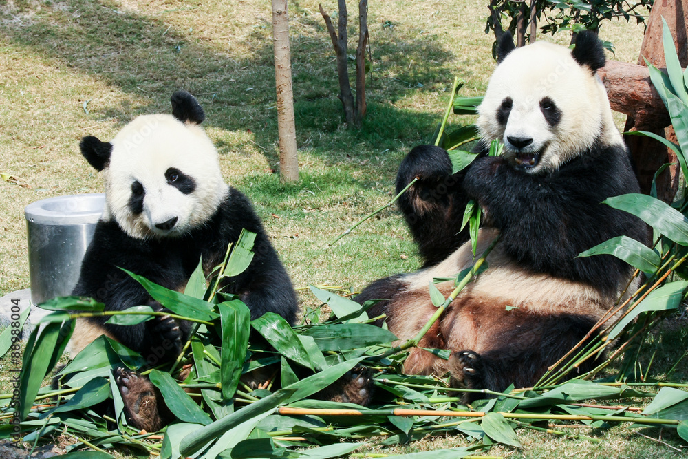 Naklejka premium Two pandas eating bamboo