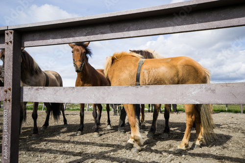 Cavalli islandesi in un recinto photo