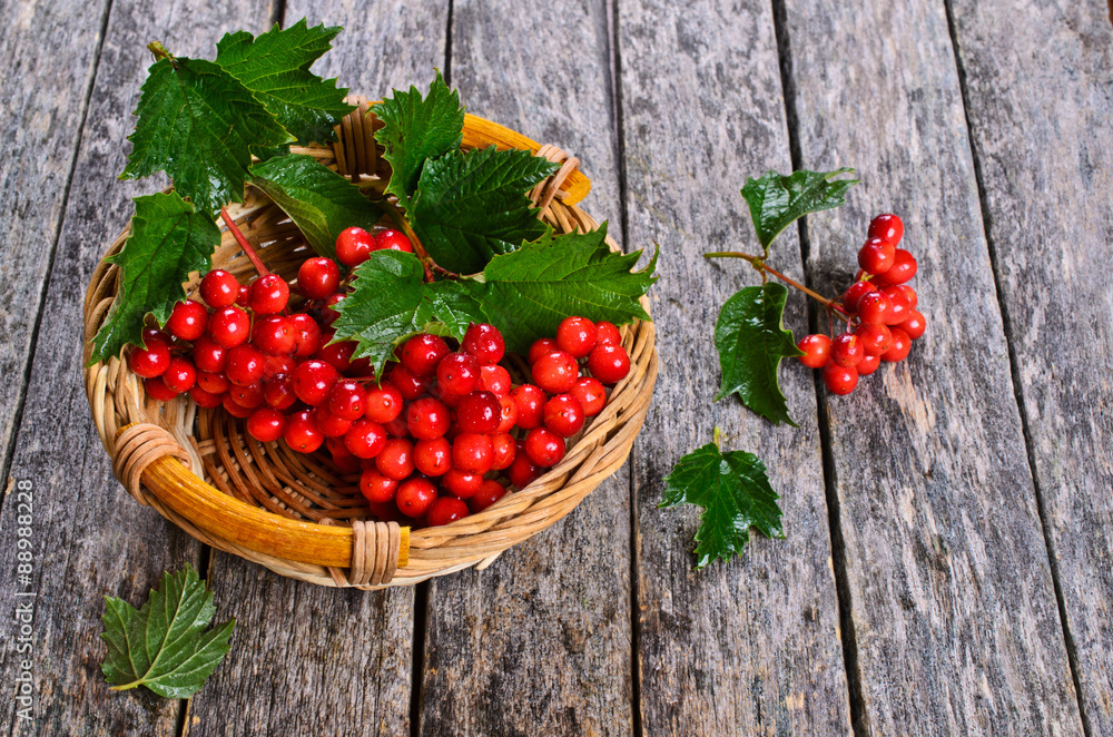 Branches of viburnum