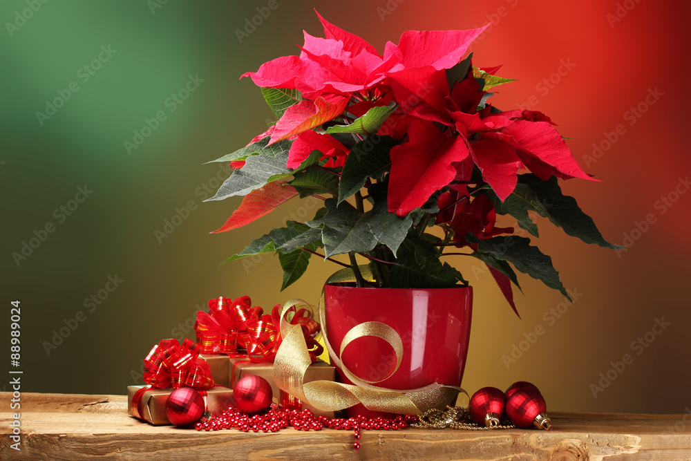 Naklejka premium beautiful poinsettia in flowerpot, gifts and Christmas balls on wooden table on bright background