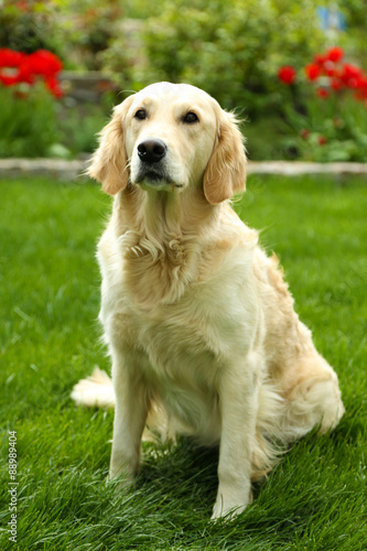 Adorable Labrador sitting on green grass  outdoors