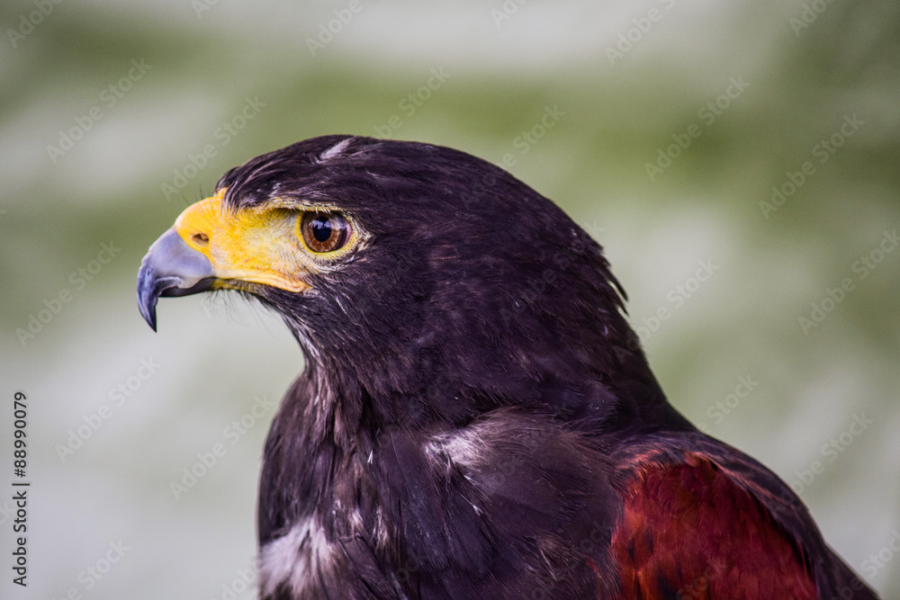 Fototapeta premium Harris Hawk