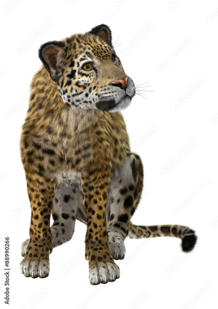Big Cat Jaguar Big Cat Jaguar