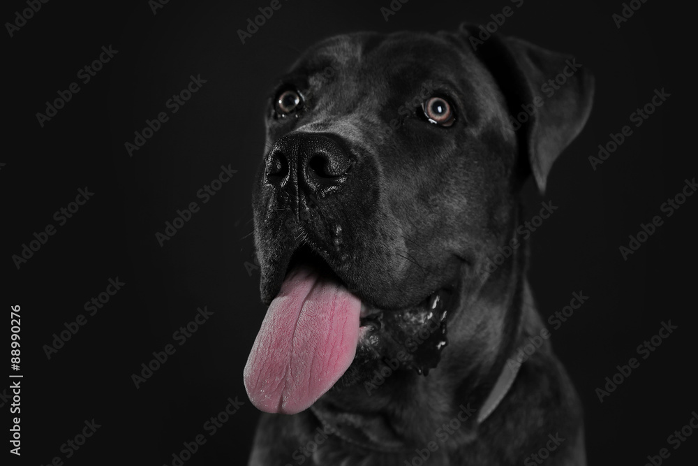 Cane corso italiano dog on black background Cane corso italiano dog on black background