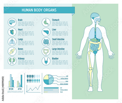 Human body infographics